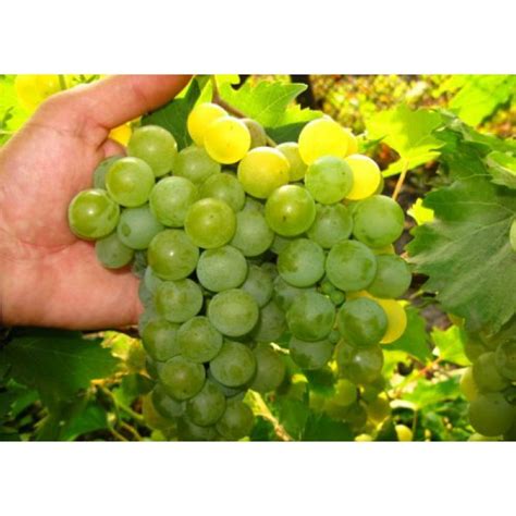 Виноград ранний Дружба
