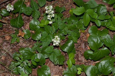 Pyrola Americana Rounded Shinleaf