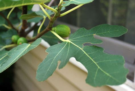 Fig Leaves Free Stock Photo Public Domain Pictures