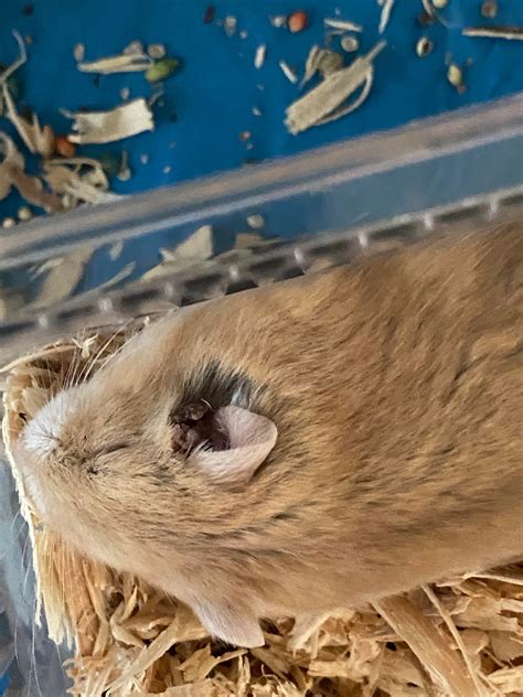 why is hamster weak fast 8