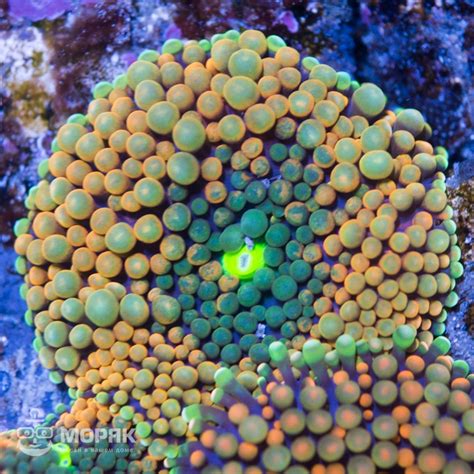 Ricordea florida | Купить | Мягкие кораллы