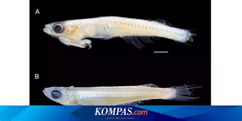 Penemuan Ikan Spesies Baru Mengenal Spesies Ikan Baru Di Pegunungan