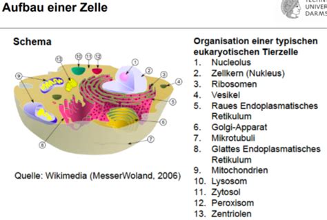 Anatomie Karteikarten Quizlet