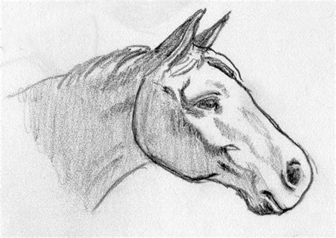 Horse Head Sketch At Explore Collection Of Horse