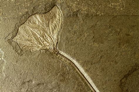 1800 Flower Fossils Stock Photos Pictures And Royalty Free Images Istock