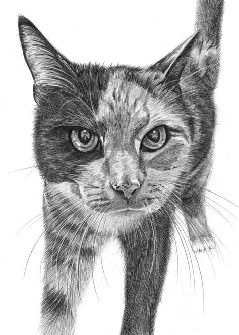 Cat Sketches In Pencil