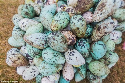 Naked Mole Rats Among Evolution S WEIRDEST Creatures Daily Mail Online