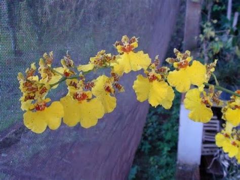 Como Plantar Oncidium Chuva De Ouro Em Tronco De Rvore Youtube