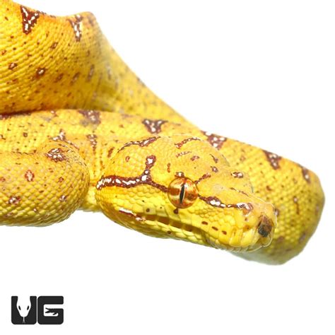 Baby Biak Green Tree Pythons For Sale - Underground Reptiles