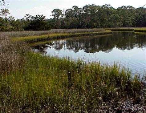 Salt Marsh Plants Wallpapers Gallery