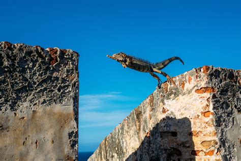 Iguana Puerto Rico 8