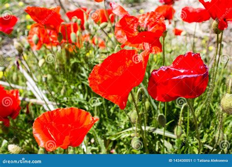 Fantastic Red Popies And Green Field Stock Image Image Of Light