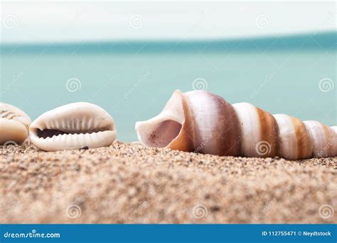 Seashell On The Beach With Blue Ocean On Background Stock Image Image