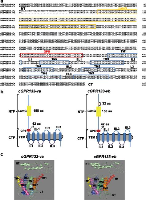 The Amino Acid Sequence Alignment And Putative Protein Structure