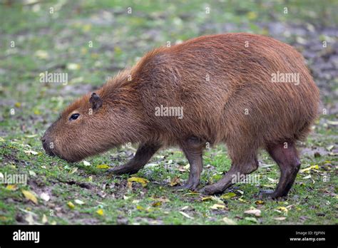 Capybara Hydrochoerus Hydrochaeris Grazing On Land Profile Stock