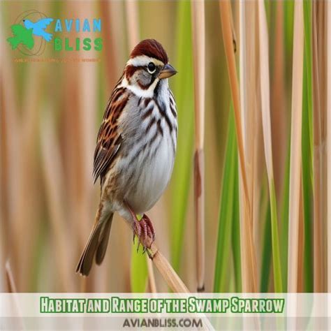 Swamp Sparrow: Wetland Wonders - Identify & Explore This Elusive Bird