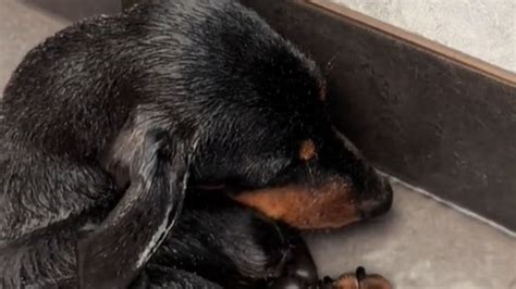 Cachorro chama atenção da web ao tomar banho e beber água ao mesmo