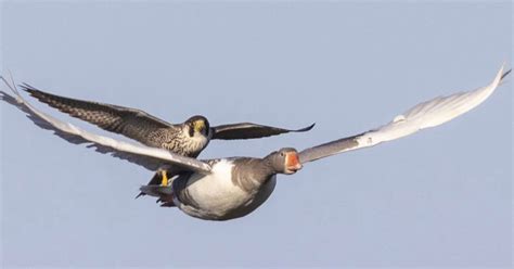 Photographer Catches Falcon Hitching a Ride on a Goose | PetaPixel