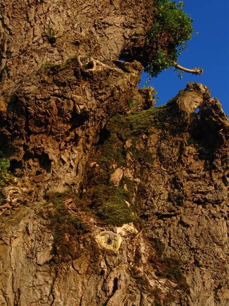 Banco De Imagens árvore Natureza Rocha Plantar Madeira Folha