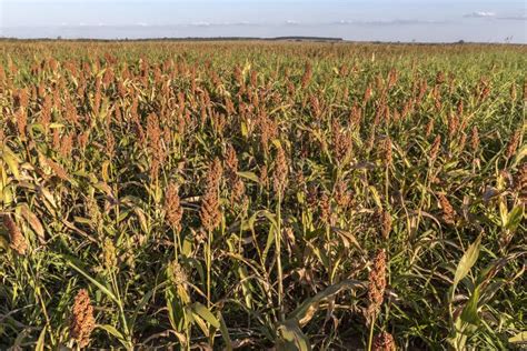 Mature Sorghum Field Stock Photo Image Of Brazil Landscape 204547692