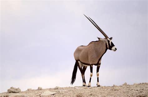 Oryx Mammals South Africa