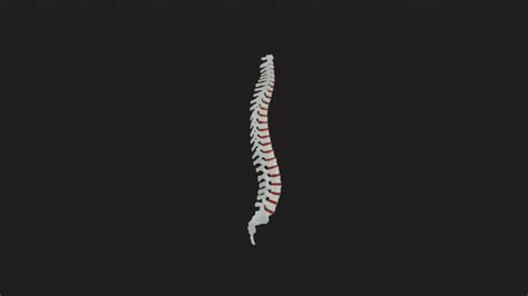 3d File Full Human Spine With Disk Segmented 💾 ・3d Printable Model To