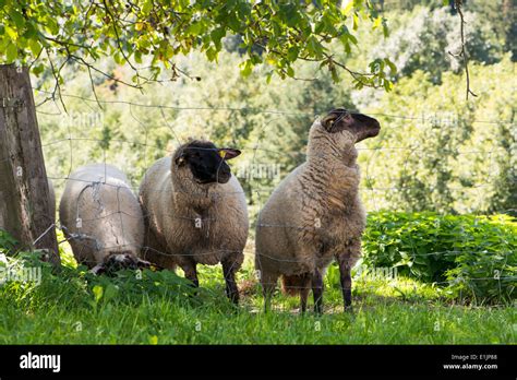 Sheep In A Pasture Looking At The Camera Stock Photo Alamy