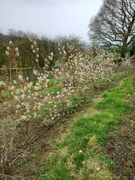 Amelanchier x Lamarckii 2.3-2.4m (Field Grown) - iLandscapers