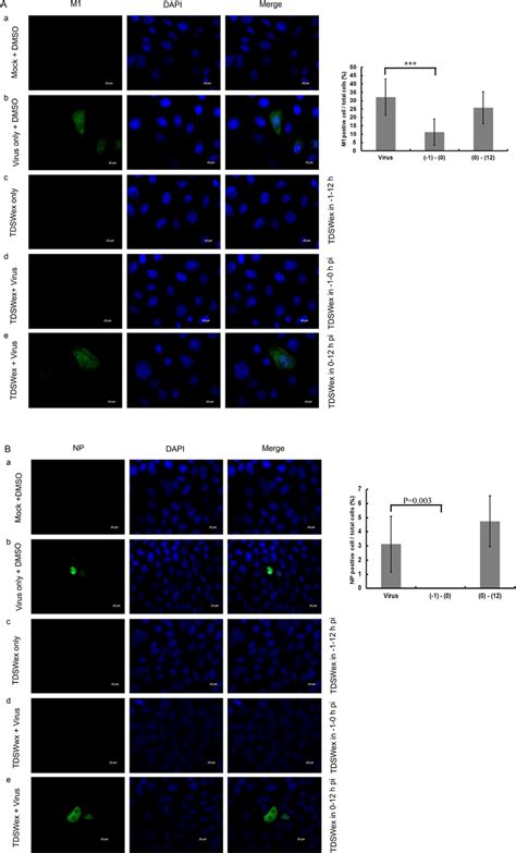 Detection Of Viral Protein Expression By Immunofluorescence Microscopy