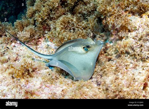 Round Fantail Stingray Taeniura Grabata Santa Maria Azores Portugal