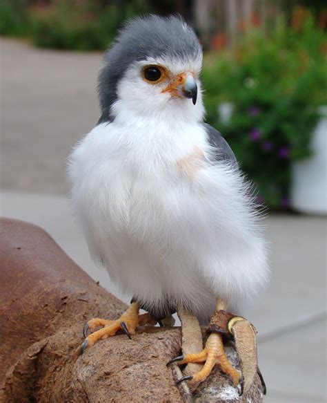 baby falcon Small Camera, Falcon, Over The Years, Bird, Pictures ...