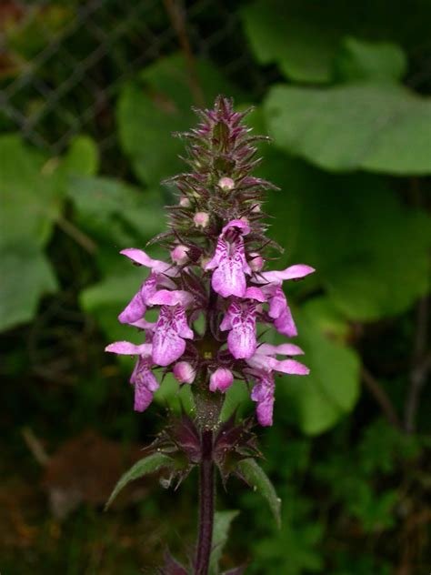 Stachys Palustris Lamiaceae Image 15791 At PhytoImages Siu Edu