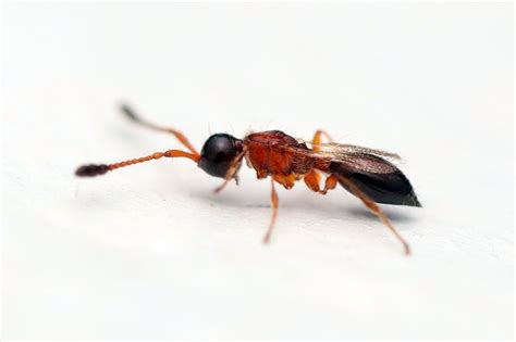 Diapriidae from Kaeo, New Zealand on June 26, 2022 at 04:32 PM by Tom ...