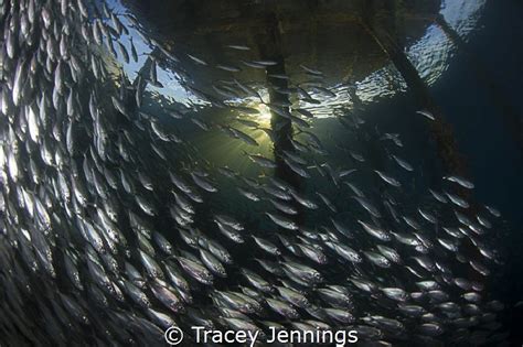 Weekly Underwater Hot Shot Week 8 By Tracey Jennings UnderwaterPhotography Blog