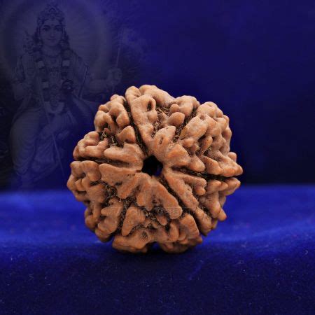 Collector Six Mukhi Rudraksha From Nepal Vi Vedic Vaani