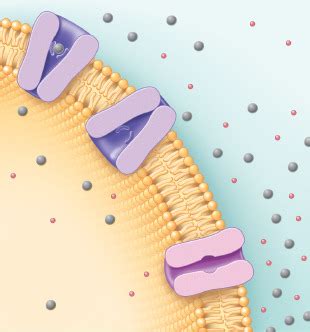 Facilitated diffusion Diagram | Quizlet