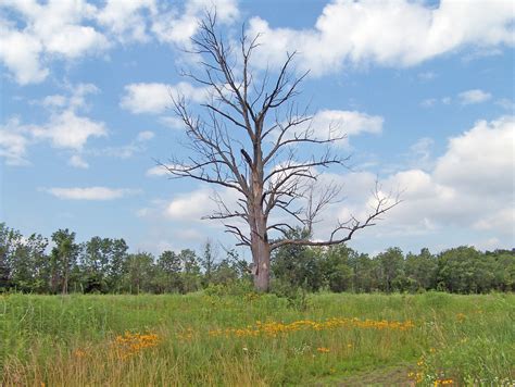 Dead Tree Free Stock Photo Public Domain Pictures