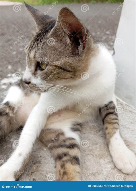 Tabby Cats are Domestic Cats that Have Striped or Striped Fur Patterns