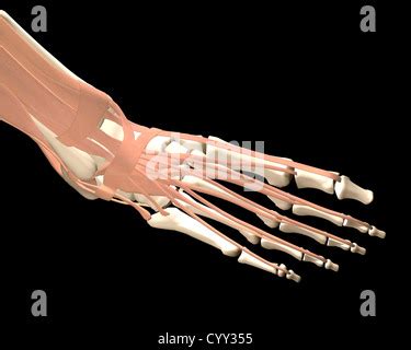 Deltoid Ligament Of Ankle Stock Photo Alamy