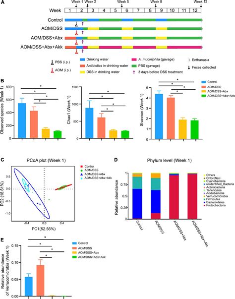 Frontiers The Negative Effect Of Akkermansia Muciniphila Mediated