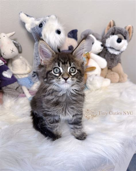 Kittens for Sale | Queens, NY | Tiny Cuties NYC