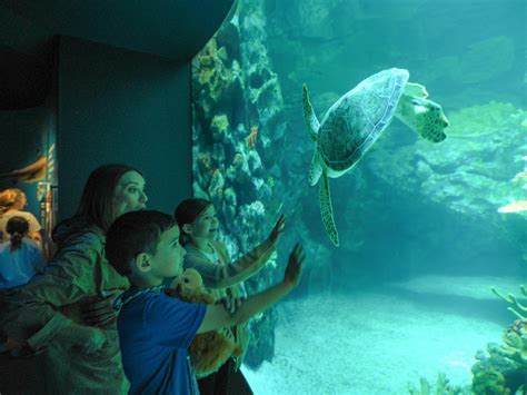 Houston Zoos Sea Turtle Saving Summer The Houston Zoo