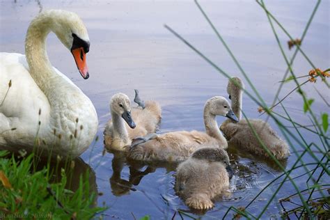 H Ckerschwan Mit Nachwuchs H Ckerschwan Cygnus Olor C Flickr