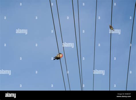 Birds perching on electrical power lines or wires. Space for text Stock ...