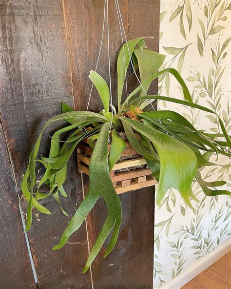 How To Grow Staghorn Fern On Anything Balcony Garden Web