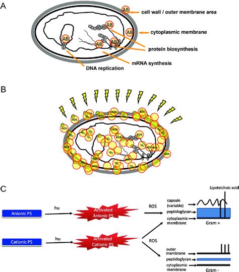 Modes Of Action Antibiotic Versus Photodynamic Therapy Pdt A