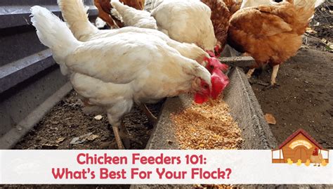 Chicken Feeders 101 Whats Best For Your Flock The Happy Chicken Coop