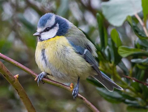 Chapim Azul Cavalinho Pequeno Foto Gratuita No Pixabay Pixabay