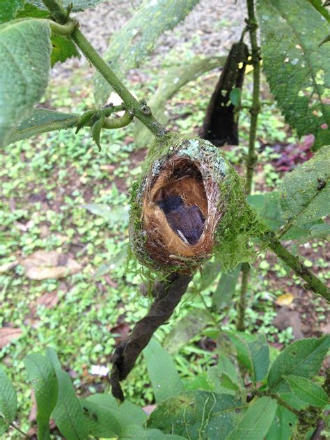 Hummingbird Nest Hummingbird Nests Beautiful Birds Hummingbird