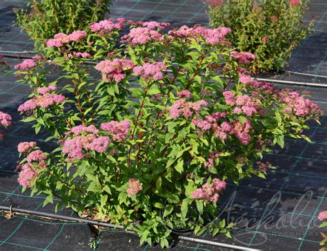 Спирея японская (Spiraea japonica `Zigeunerblut`) - Спирея японская ...